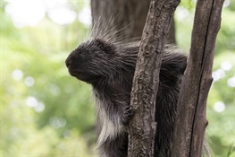 North American Porcupine Baby Debuts at Prospect Park Zoo